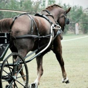 Finimenti per Calesse e Carrozze