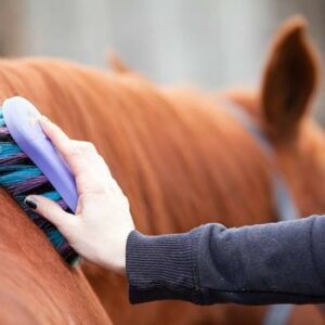 Cura & Pulizia del Cavallo