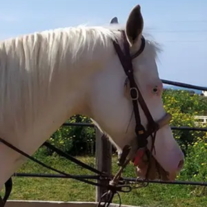 Testiere Western, Inglesi, Spagnole e Trekking